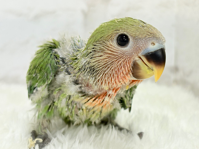 ヒナヒナ🐣くりくりおめめのトリコです💖コザクラインコ(ノーマル) ヒナ