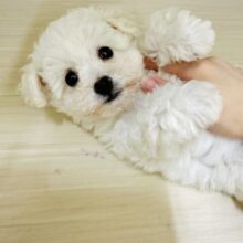 ふわふわ綿あめビションフリーゼちゃん🤍
