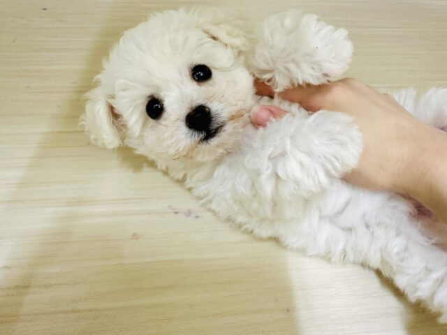 ふわふわ綿あめビションフリーゼちゃん🤍