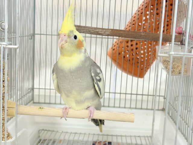 オカメインコ