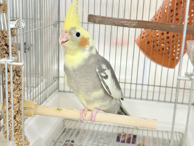 オカメインコ