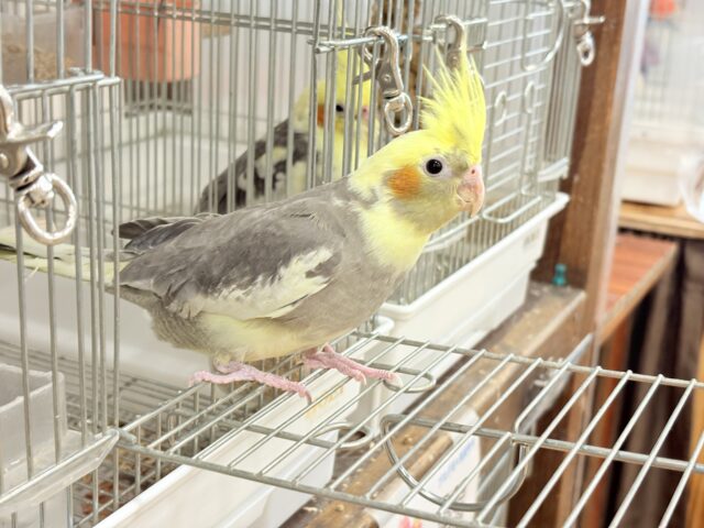 オカメインコ
