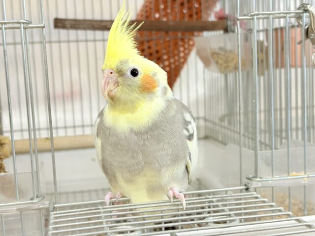 オカメインコ