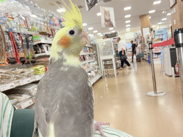 オカメインコ