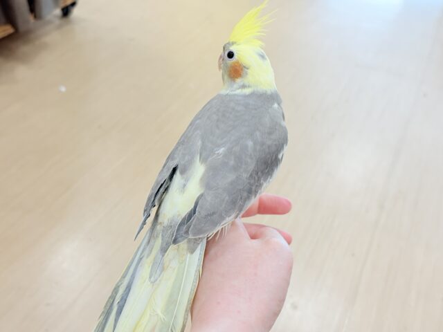 オカメインコ