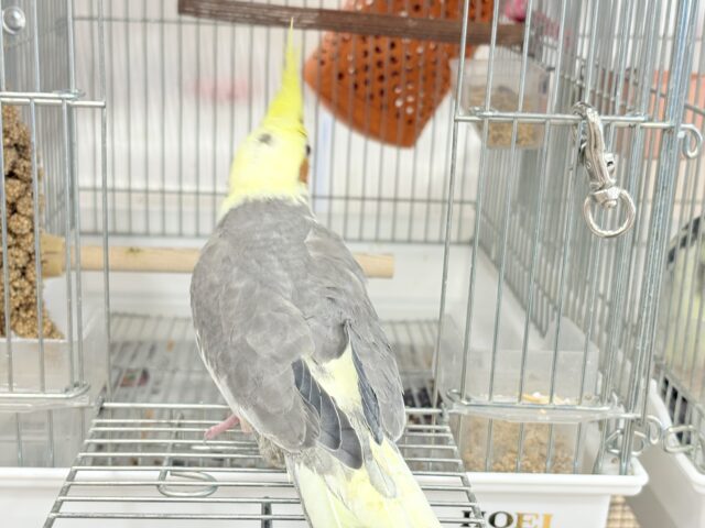 オカメインコ