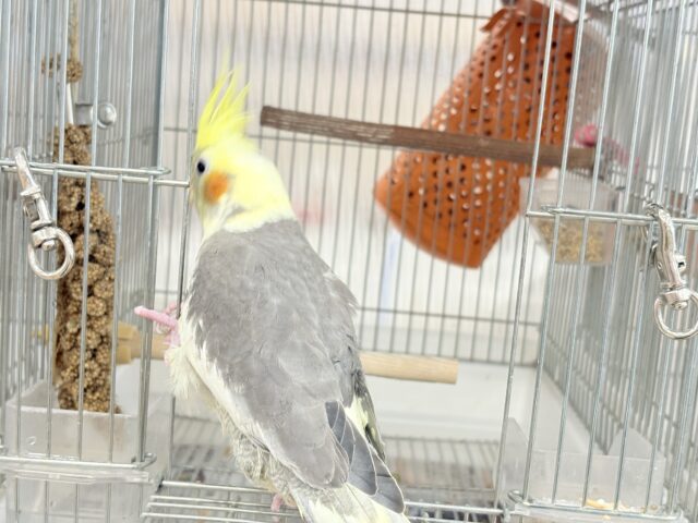 オカメインコ