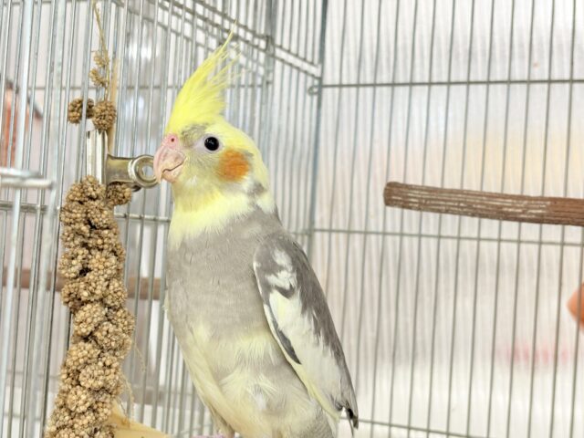 オカメインコ