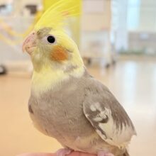 ゆっくり仲良くなろうね~♩♩オカメインコ(パイド)