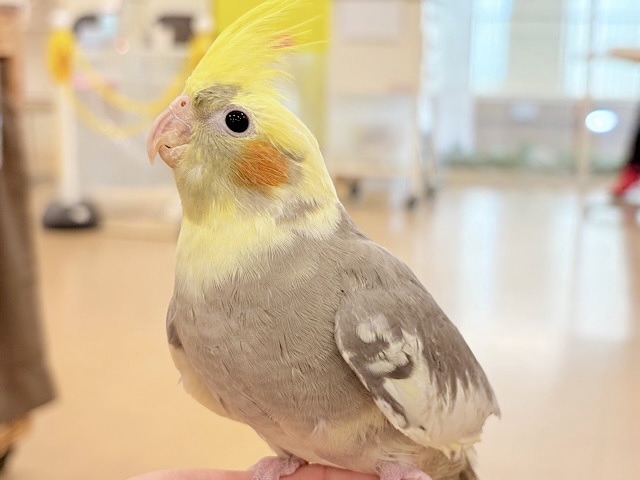 ゆっくり仲良くなろうね~♩♩オカメインコ(パイド)