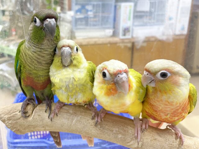 説明画像です