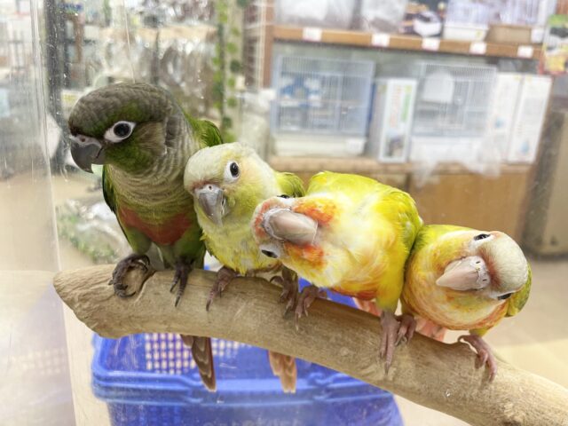 説明画像です