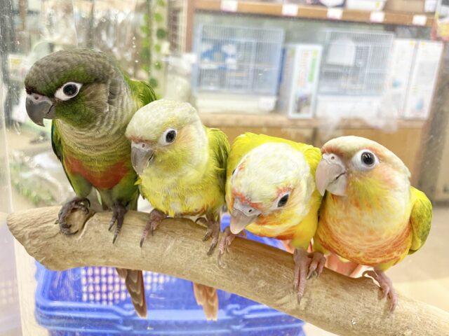 説明画像です