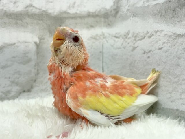 アキクサインコ（秋草インコ）