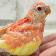 ピュアピュアフレッシュ🍑🫧アキクサインコ(ルビノー) ヒナ