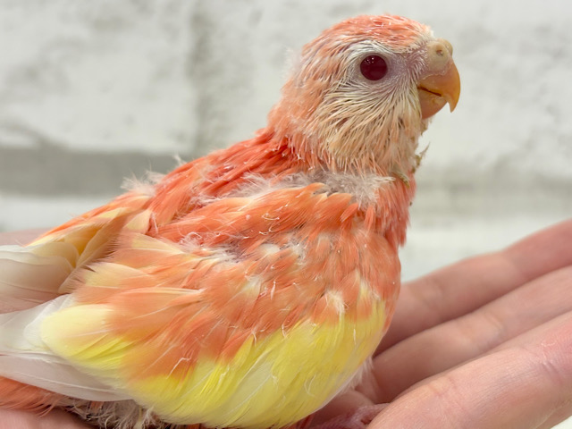 ピュアピュアフレッシュ🍑🫧アキクサインコ(ルビノー) ヒナ