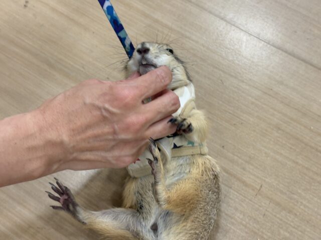 プレーリードッグ