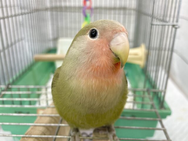 コザクラインコ（小桜インコ）