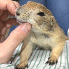 【最新画像更新🪄】ん〜〜っ　ナッツ！！☆彡　　ピーナッツ風なオグロプレーリードッグ　男のコ〜〜