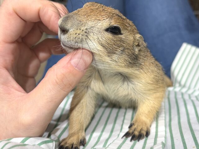 【最新画像更新🪄】ん〜〜っ　ナッツ！！☆彡　　ピーナッツ風なオグロプレーリードッグ　男のコ〜〜