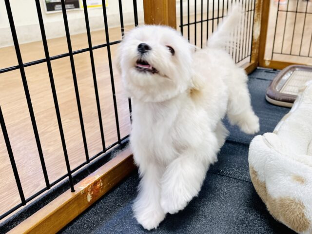 マルプー