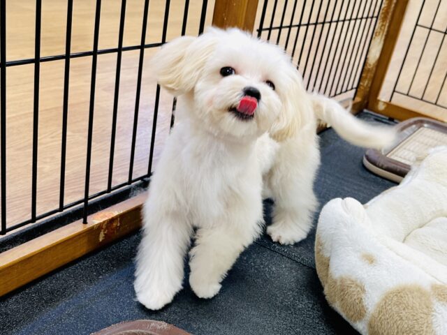マルプー