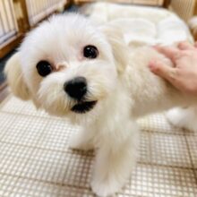 もこもこ🐏🎀🌟甘えん坊マルプーくん　お求めやすい価格になりました！