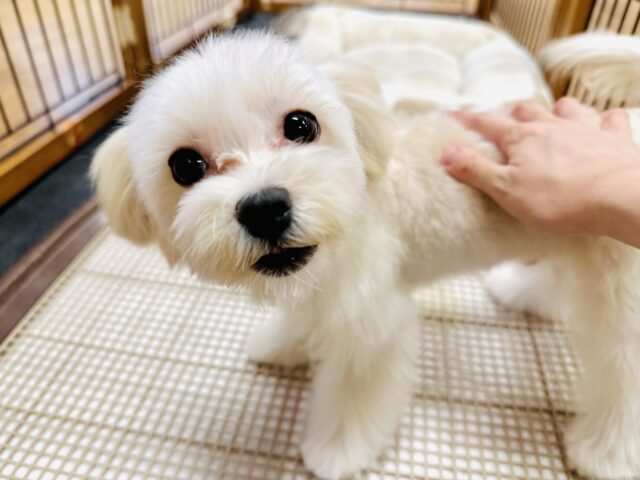 もこもこ🐏🎀🌟甘えん坊マルプーくん　お求めやすい価格になりました！