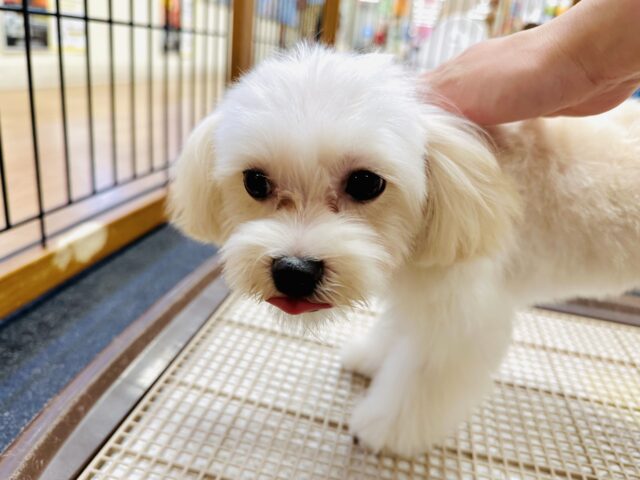 マルプー