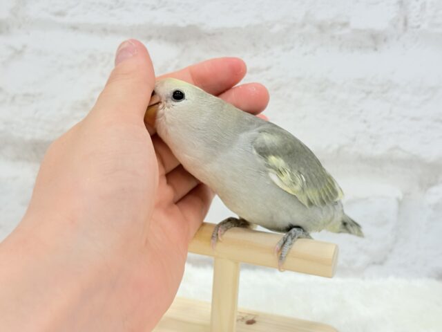 最新画像・動画更新🪄もうすぐひとり餌‪☆】なにげに～ あくてぃ‬