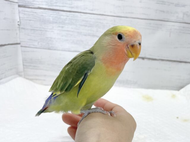 コザクラインコ（小桜インコ）