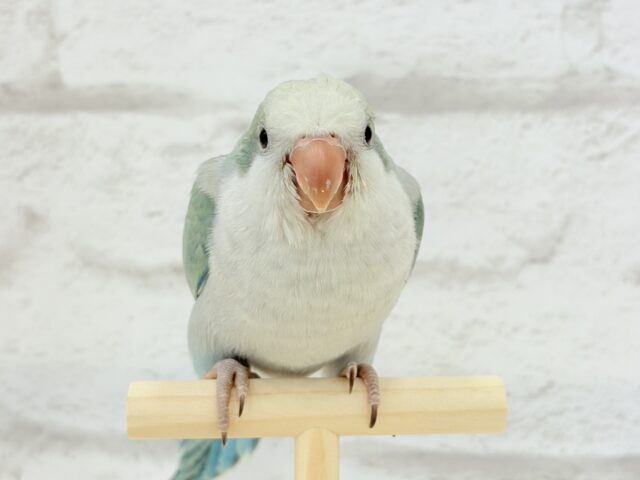 オキナインコ