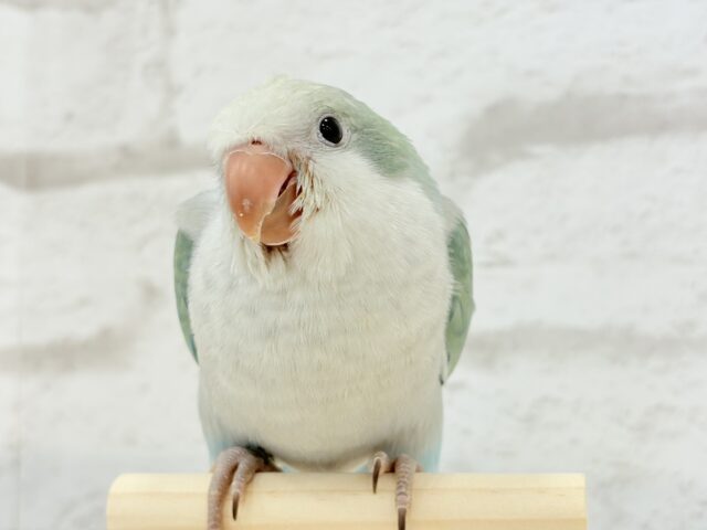 オキナインコ