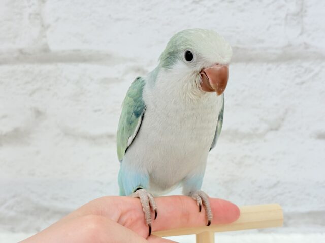 オキナインコ