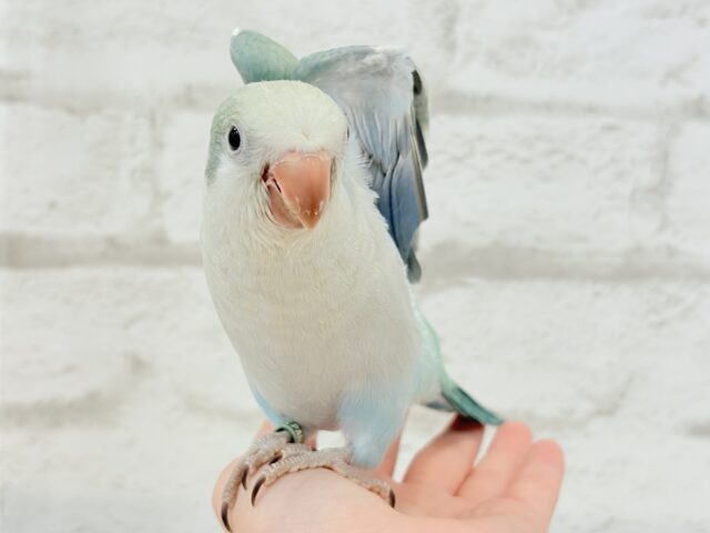 オキナインコ