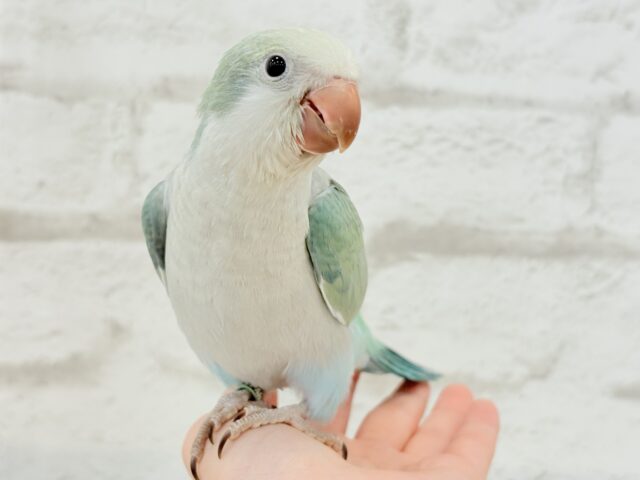 オキナインコ