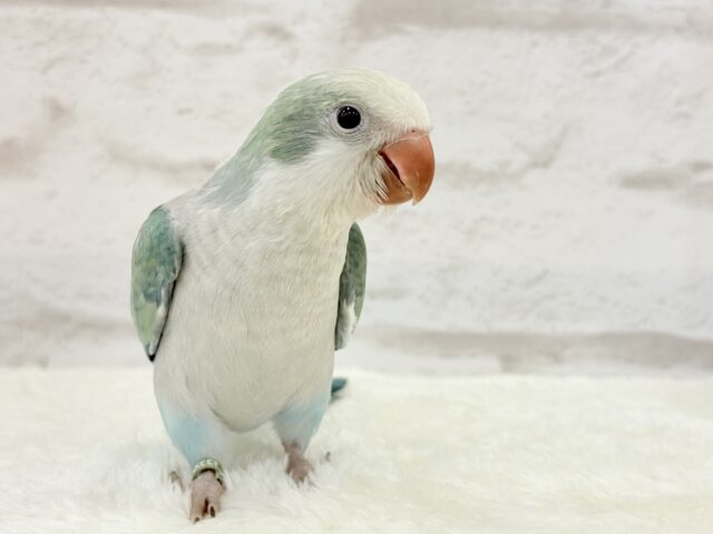 オキナインコ