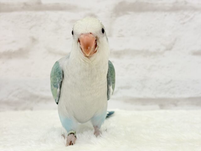 オキナインコ