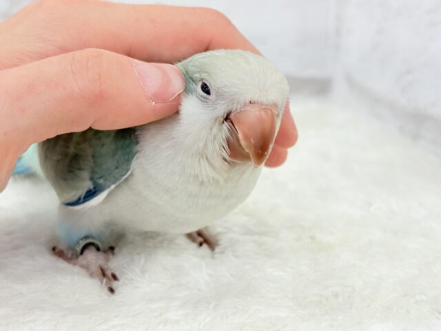 オキナインコ