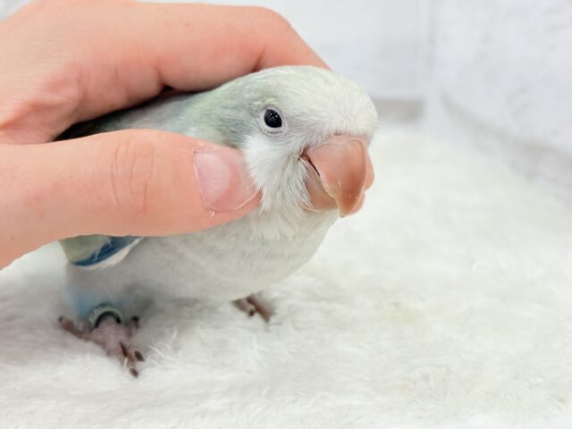 オキナインコ