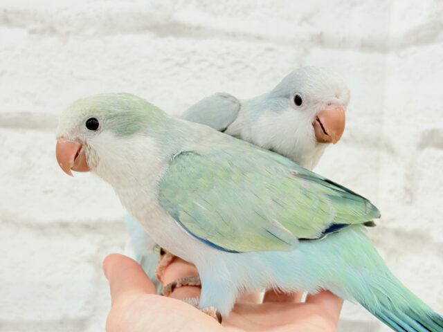 オキナインコ