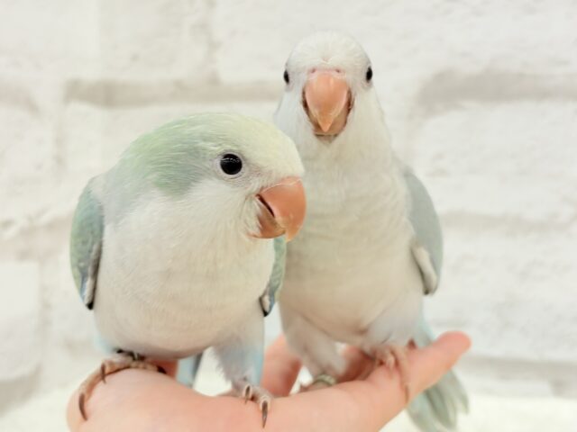 オキナインコ