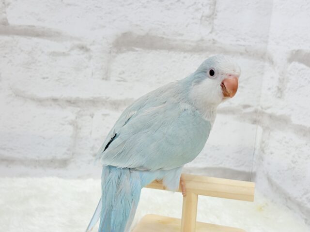 オキナインコ