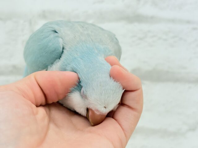 オキナインコ