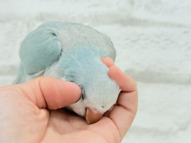 オキナインコ