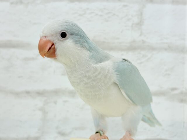 オキナインコ