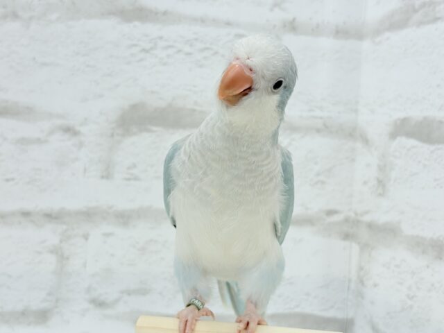 オキナインコ