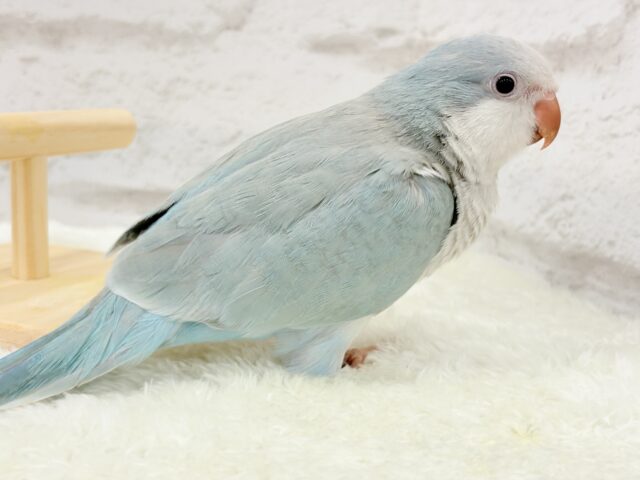 オキナインコ