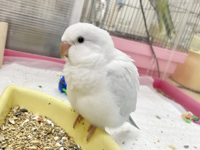 オキナインコ