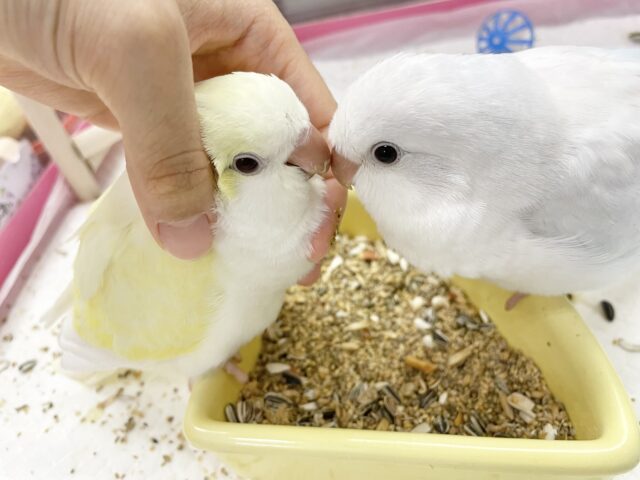 オキナインコ